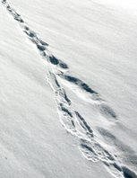The tracks from the wolverine's big feet look like snowshoe imprints.