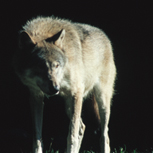 Solitary wolves pass through Gränslandet.