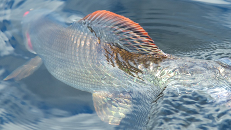 Auch die Äsche lebt in den Gewässern des Gränslandet. Foto: Naturcentrum AB.