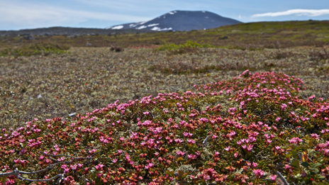 Alpenheide – zähe Bewohnerin der Gebirgsbereiche oberhalb der Baumgrenze. Foto: Naturcentrum AB.