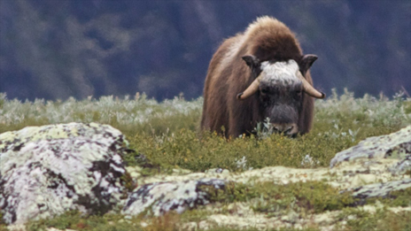 Hold avstand dersom du ser en moskus - for deres og for din egen skyld. Foto: Naturcentrum AB.