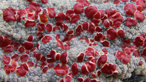 Die schönen roten Fruchtkörper der Flechte Haematomma ventosum. Foto: Naturcentrum AB.