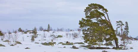 Diese merkwürdig lichten Wälder sind das Ergebnis von Holzerntemaßnahmen. Foto: Naturcentrum AB.