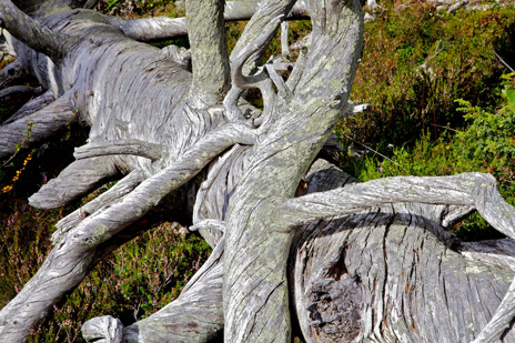This fallen pine may have originated in the Middle Ages. Photo: Naturcentrum AB.