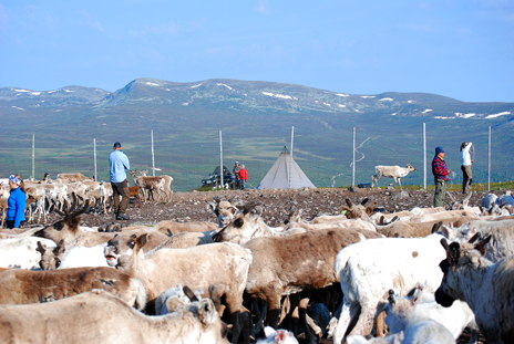 In the reindeer pen. Photo: Benny Jonsson.