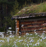 Flowering oxeye daisies surround the buildings.