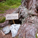 A tiny pine plant in the 17th century – now a gigantic tree. Photo: Marcus Elmerstad.