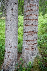 Traces of three-toed woodpecker. Photo: Marcus Elmerstad.