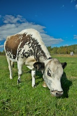 Rørosko – eine einheimische Landrasse