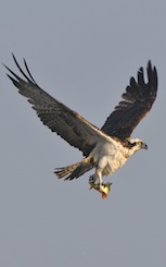 Osprey.