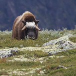 Keep away from musk oxen!