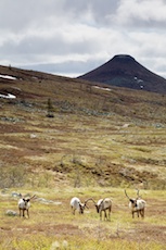 Rentierweideland beim Städjan. Foto: Kentaroo Tryman.